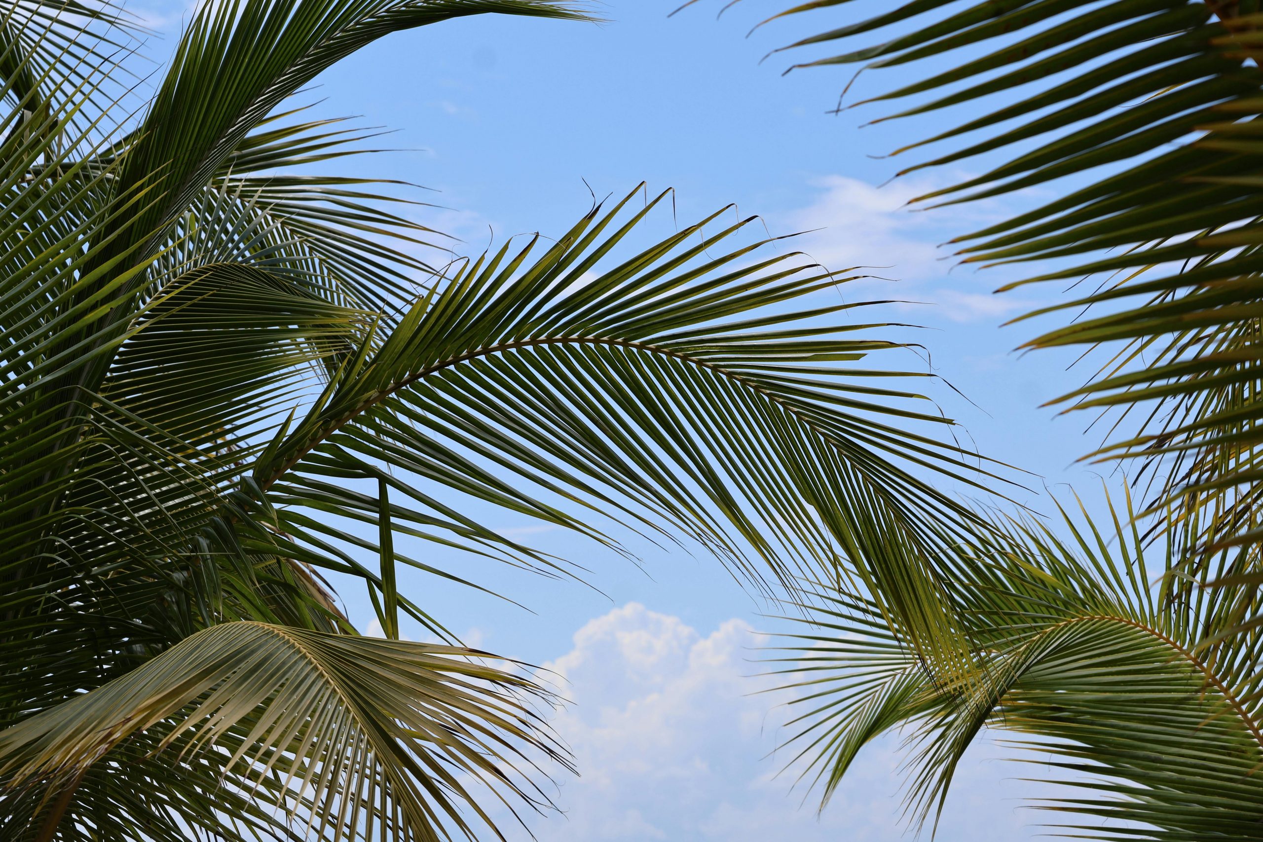 CFO Services Palm Beach FL